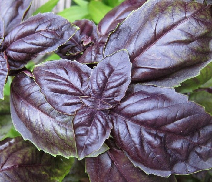Sweet Purple Basil