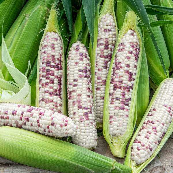 Purple & White Gluttonous Sweet Corn